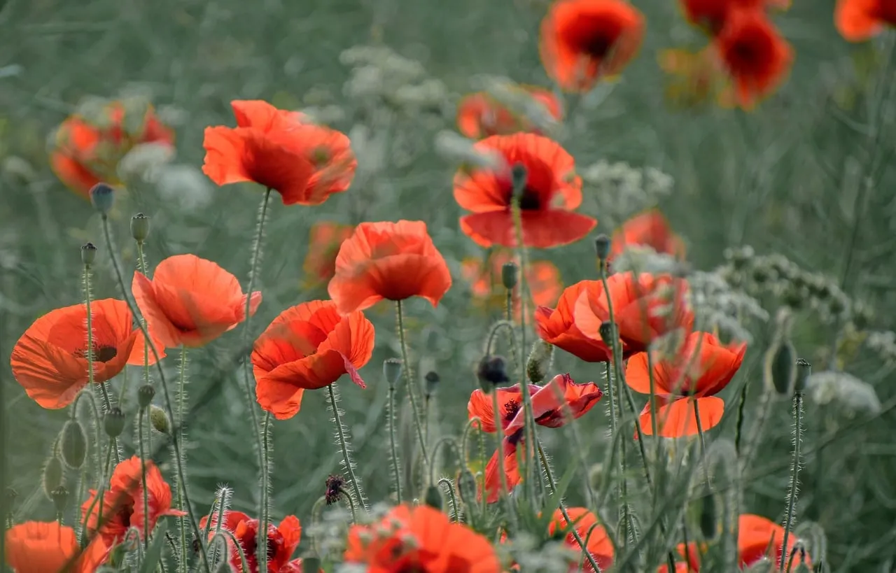 Vibrant Poppy Meadow: A Symphony of Red in Nature's Embrace