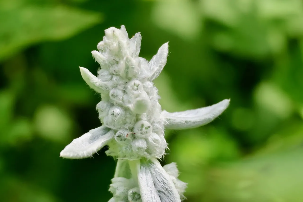 Enchanting Lamb's Ear: Soft Texture, Vibrant Green Background