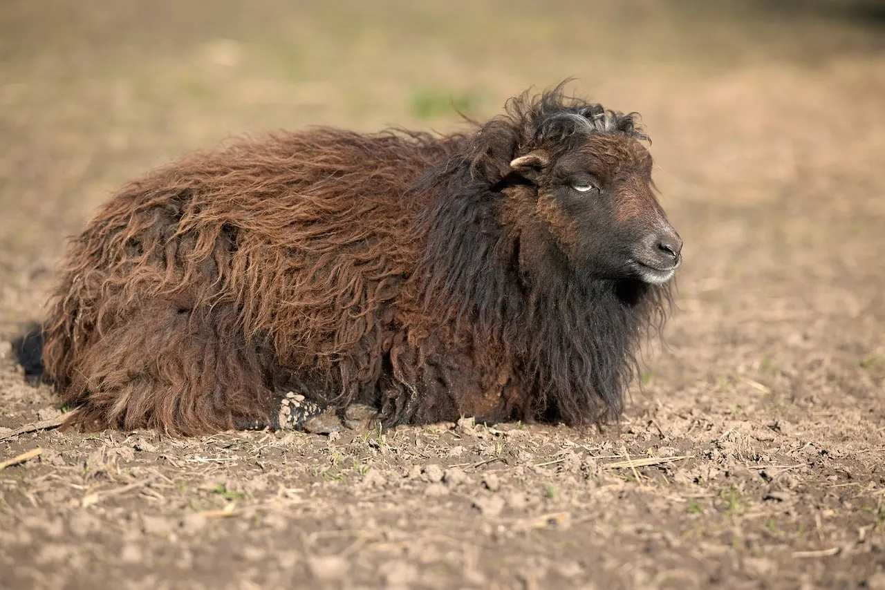 Adorable Ouessant Lamb Resting in Golden Summer Meadow