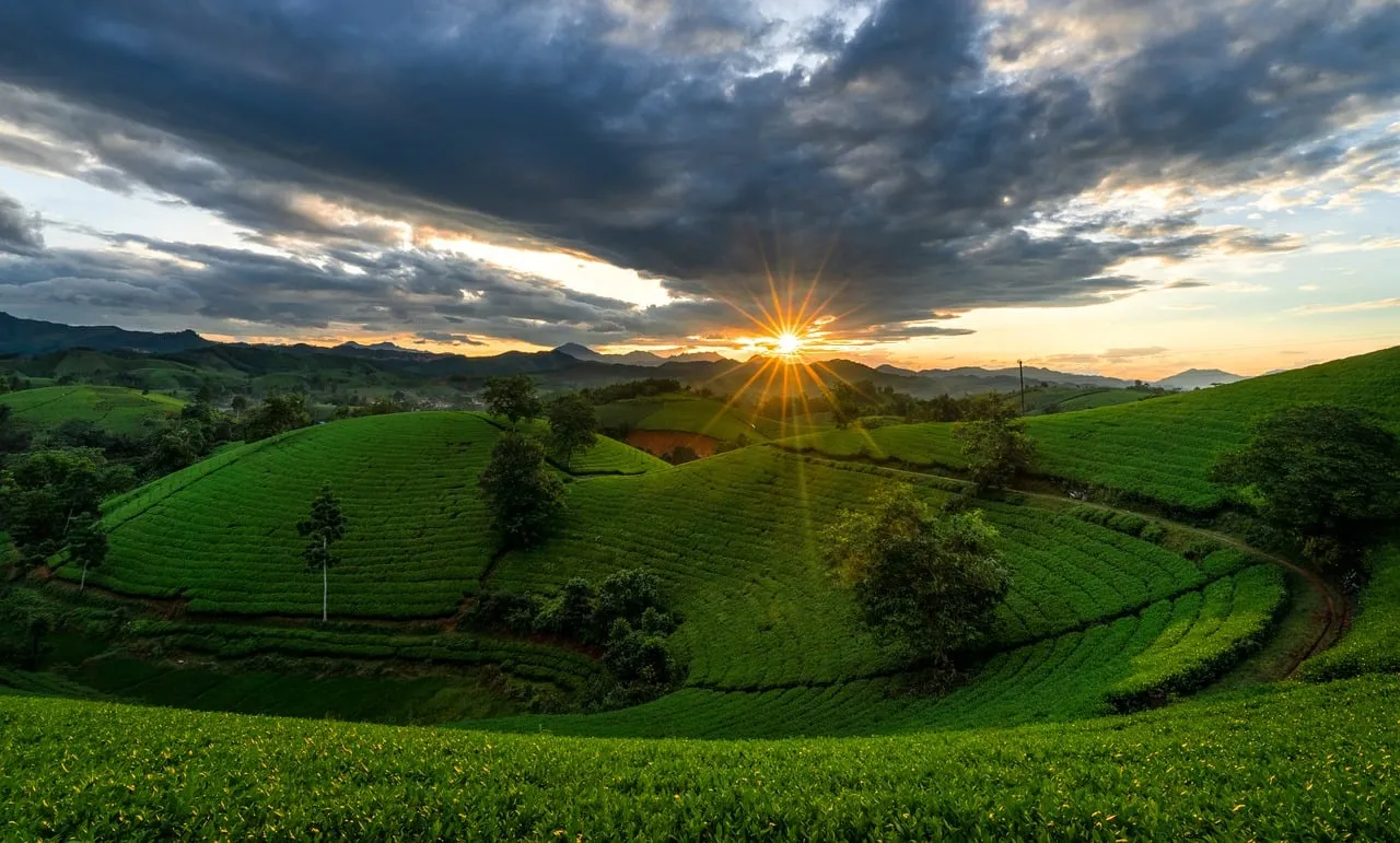 Dramatic Sunset Over Lush Vietnamese Tea Plantations