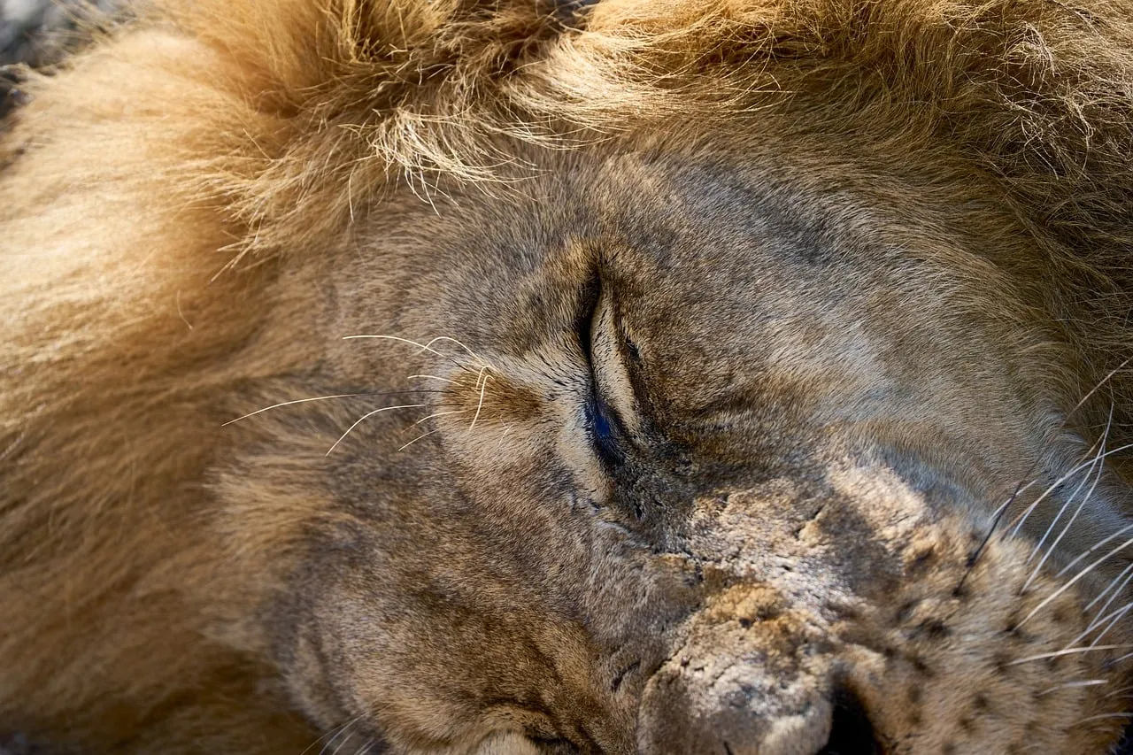 Serene Slumber: Majestic Lion's Peaceful Afternoon Nap