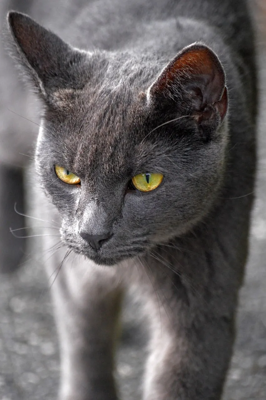 Intense Gaze: Captivating Grey Cat with Piercing Yellow Eyes