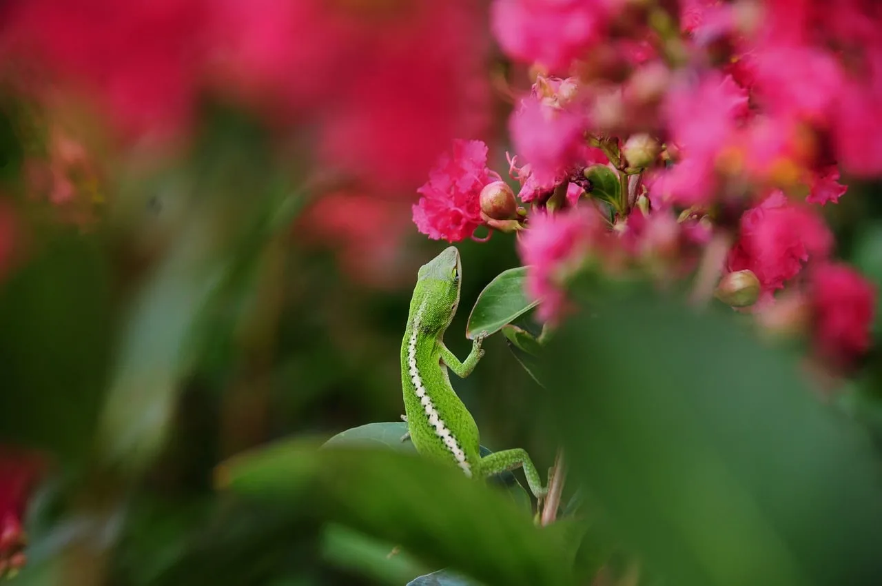 Vibrant Green Anole Amidst Blushing Crape Myrtles