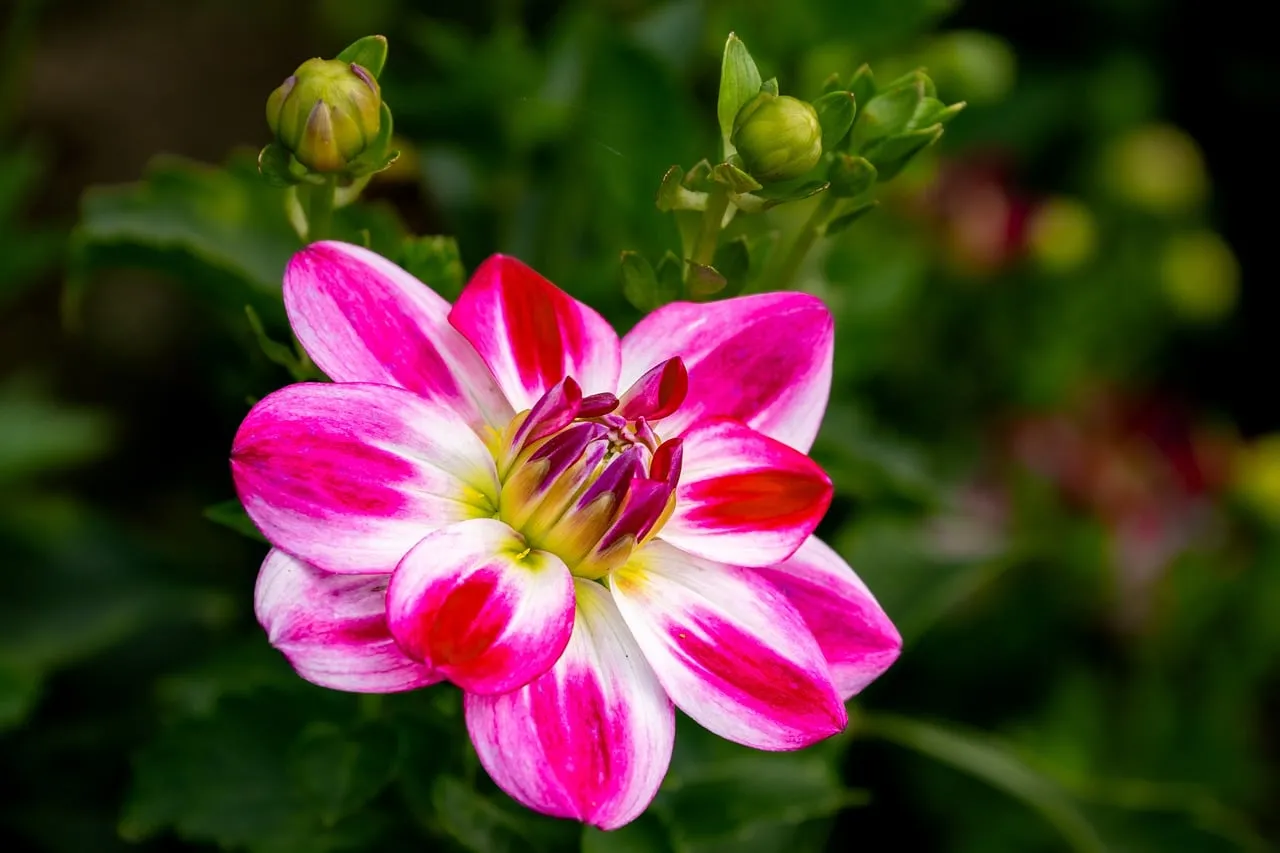 Vibrant Pink Dahlia Bloom: A Close-Up of Nature's Art