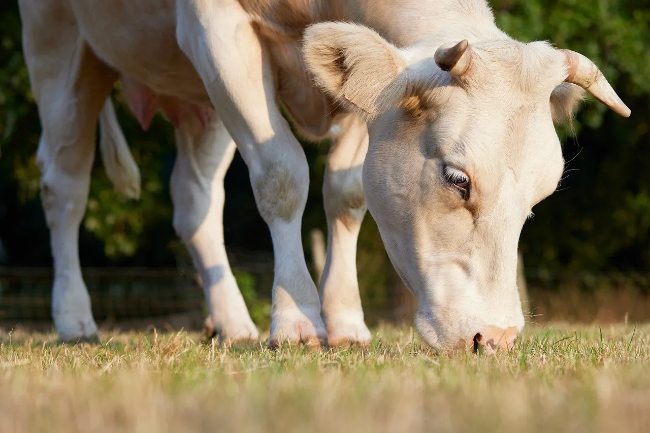 Serene Meadow Grazing: A Peaceful Cattle Scene