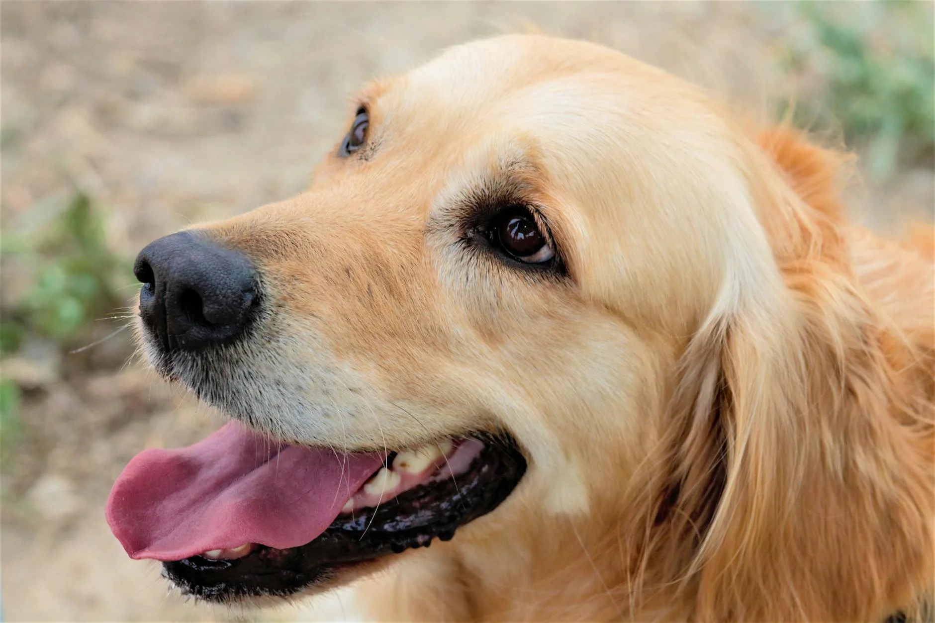 Joyful Golden Retriever: A Close-up of Pure Canine Bliss