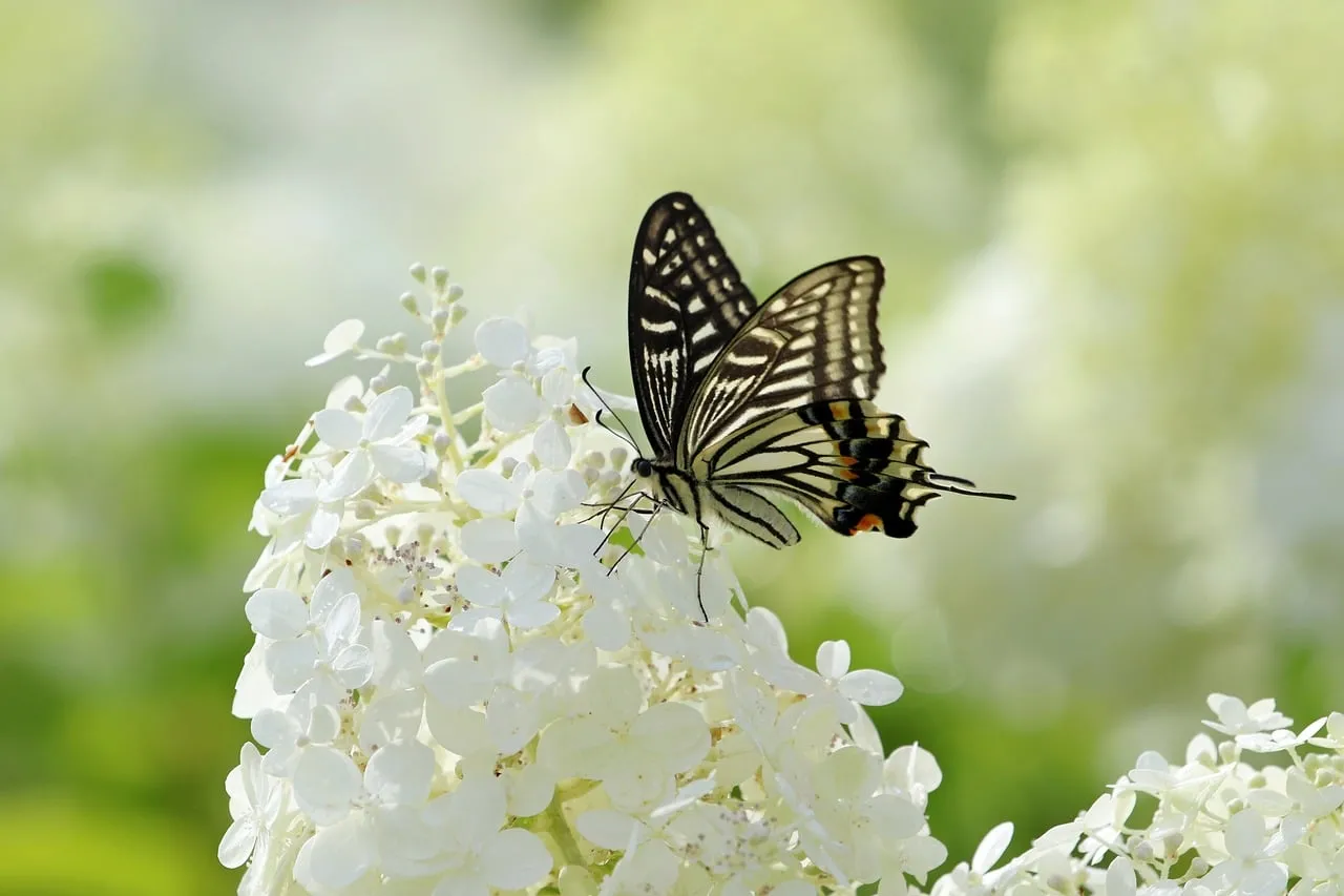 Stunning Butterfly Perched on White Hydrangea Blossoms