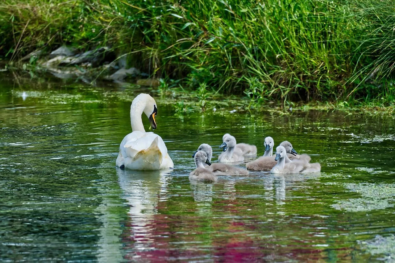 Serene Spring: Swan Family's Peaceful Lake Reflection