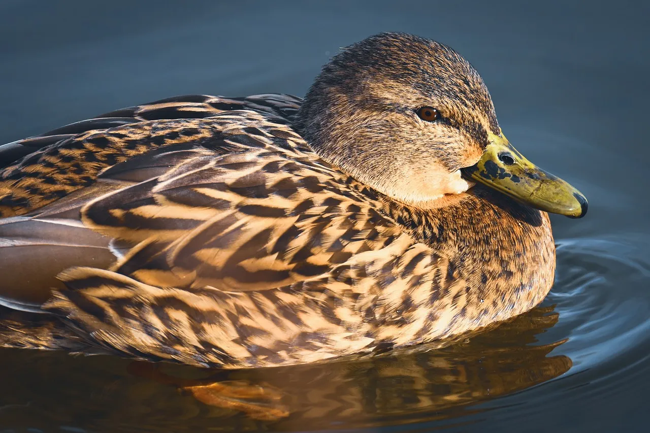 Serene Duck Gliding: A Close-up of Nature's Calm
