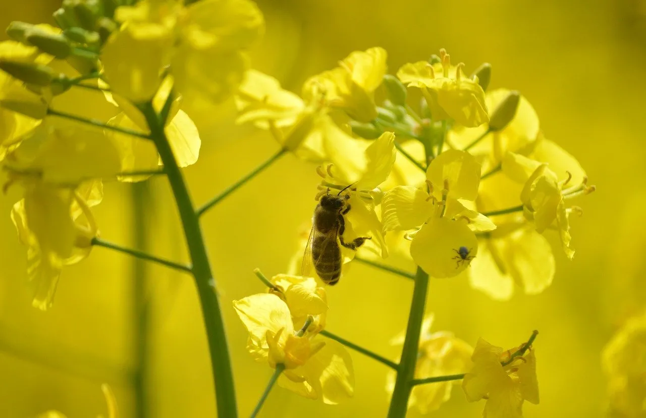 Vibrant Rapeseed Field: A Bee's Golden Nectar Harvest
