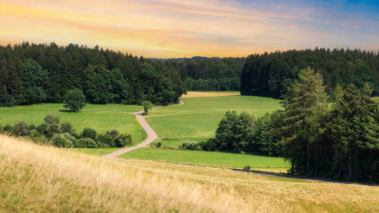 Golden Hour Glow: Serene Meadow Path at Sunset