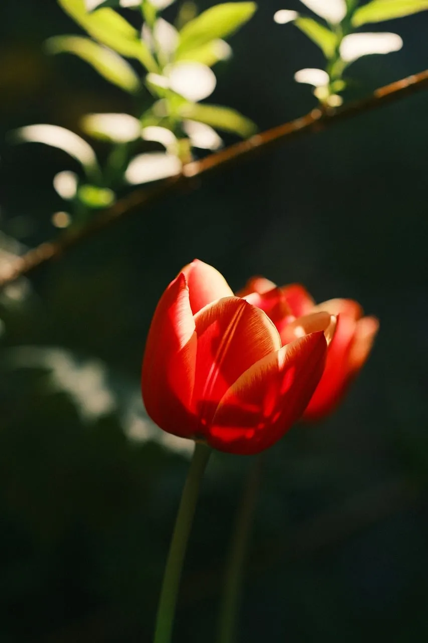 Vibrant Red Tulip Bathed in Golden Sunlight