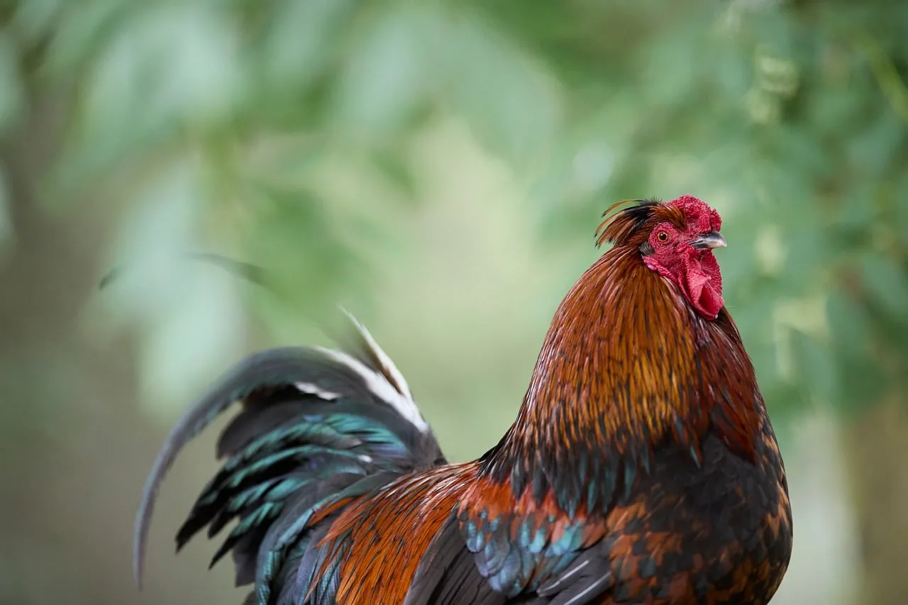 Vibrant Farm King: Majestic Rooster in Nature