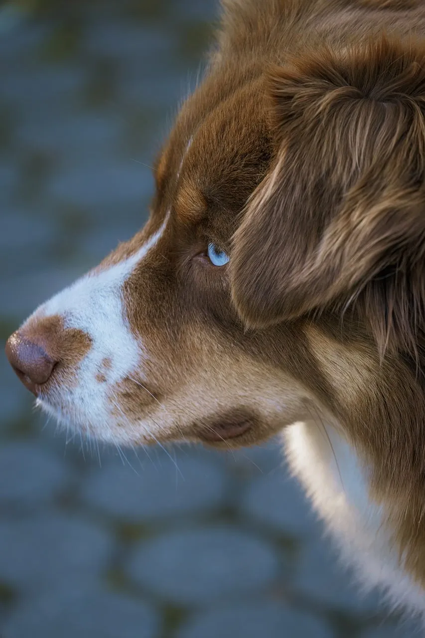 Enchanting Gaze: Blue-Eyed Dog's Profile Portrait