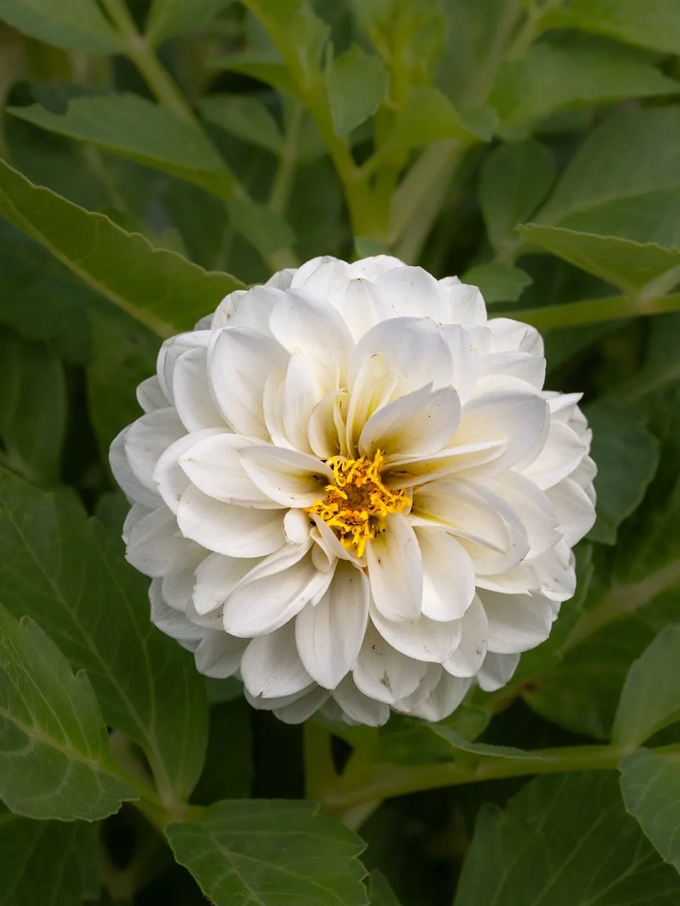 Stunning White Dahlia: Nature's Delicate Masterpiece
