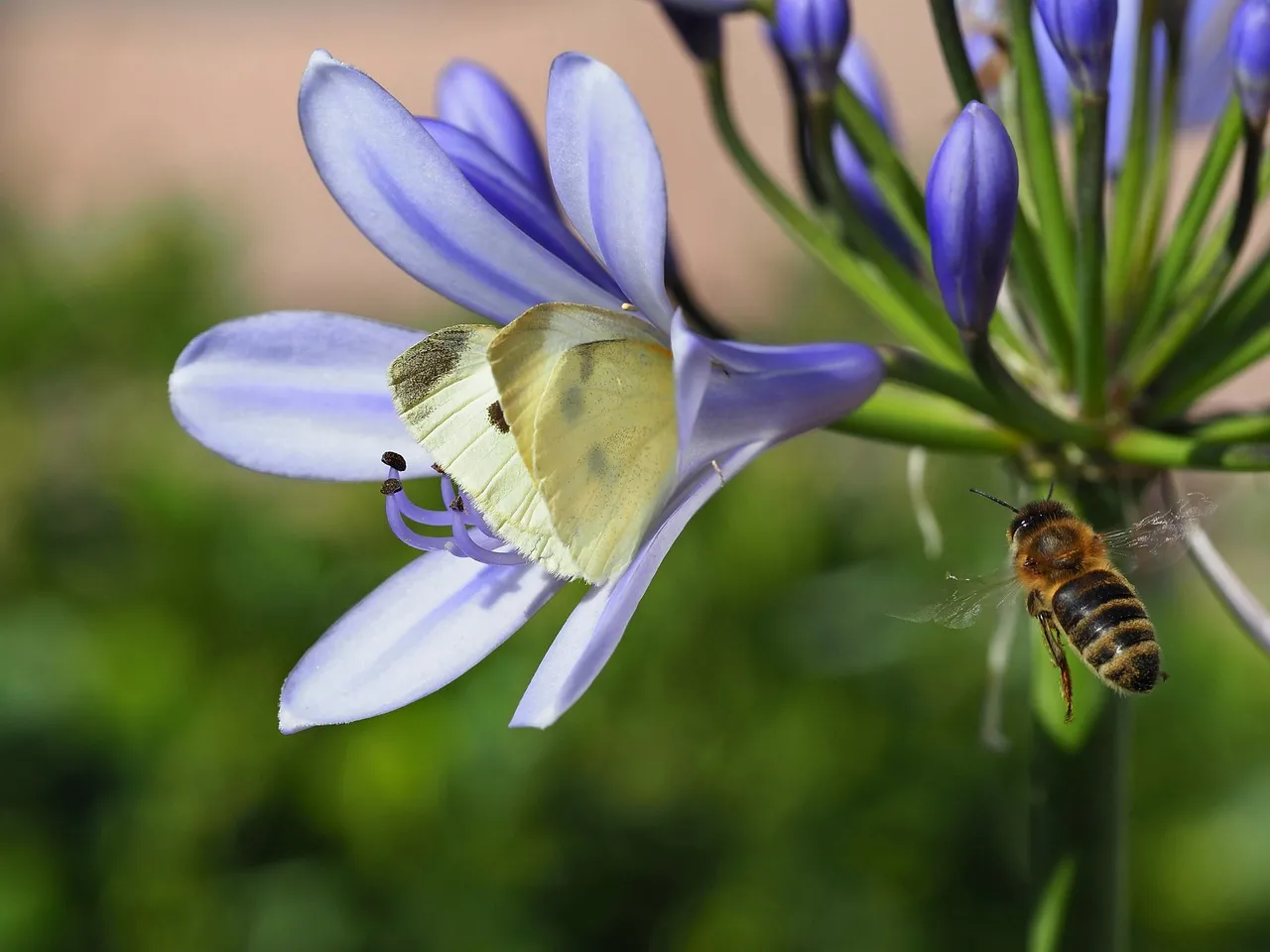 Vibrant Pollination: Butterfly & Bee on Jewelry Lilies