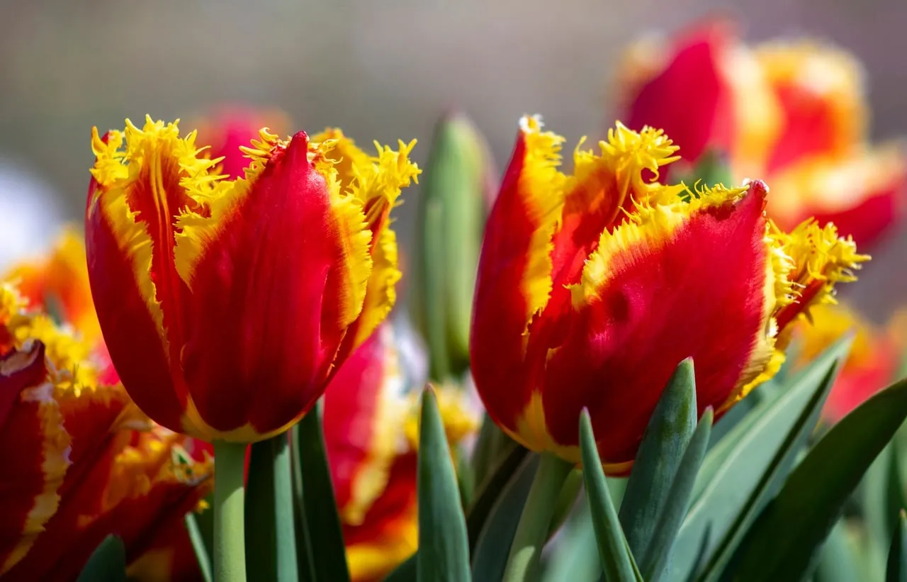 Vibrant Red and Yellow Fringed Tulips Blooming in Spring