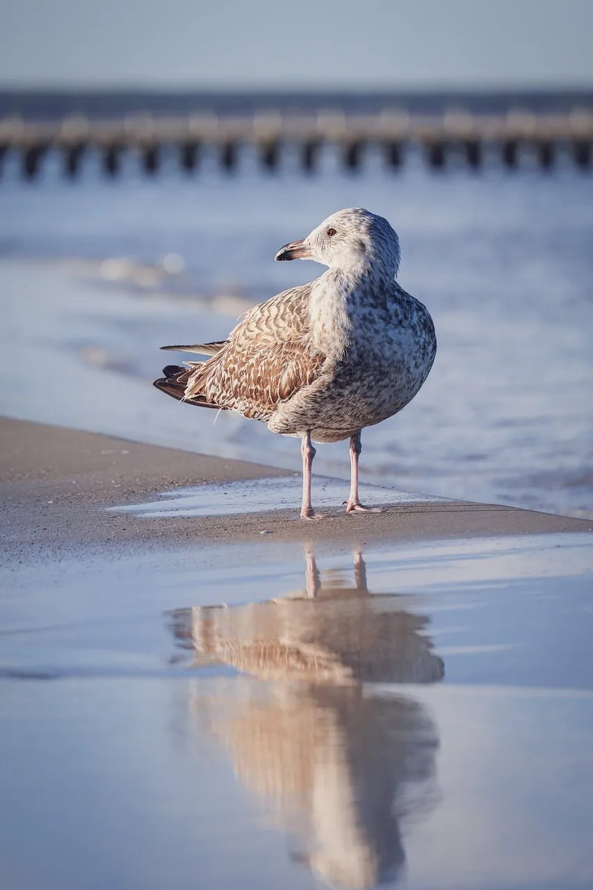 Serene Seagull Reflecting on Autumn Beach Waves