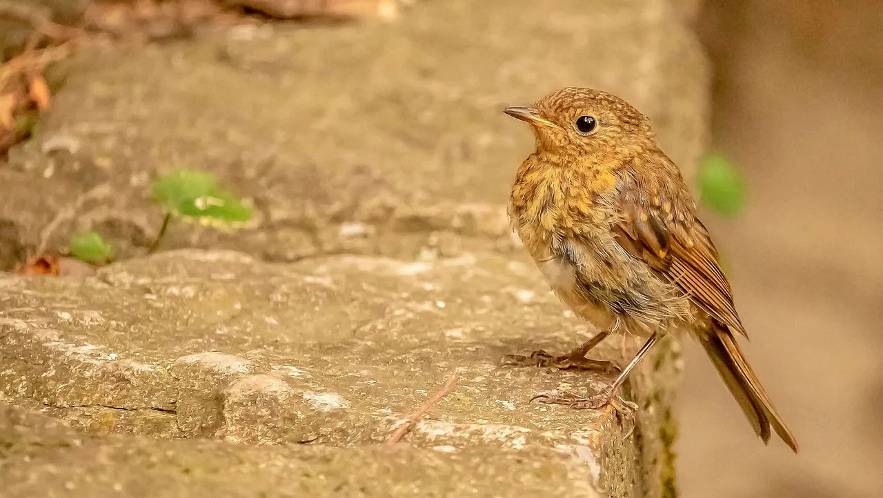 Charming Robin Chick: Nature's Delicate Beauty in HD