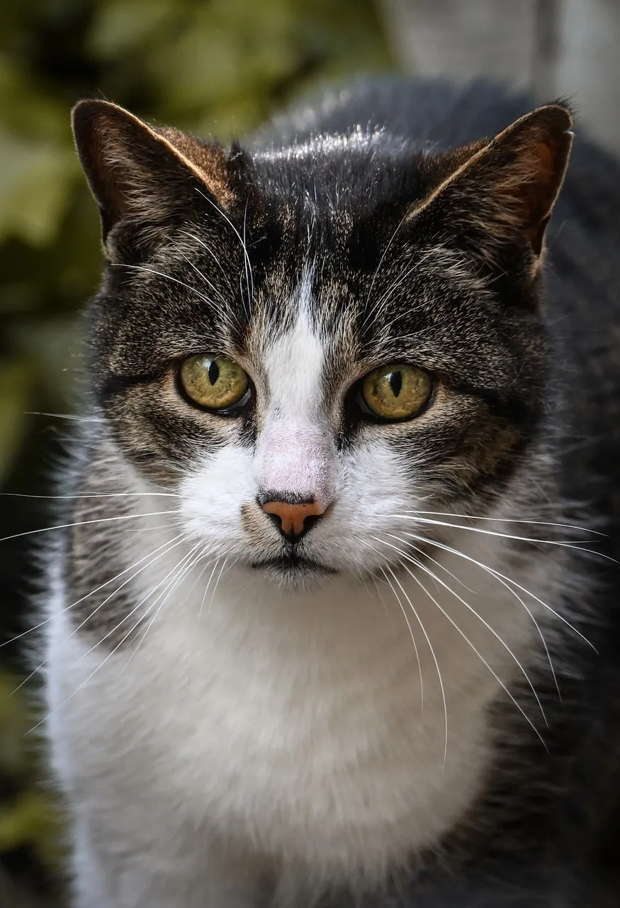 Intense Gaze: A Striking Male Cat's Piercing Green Eyes