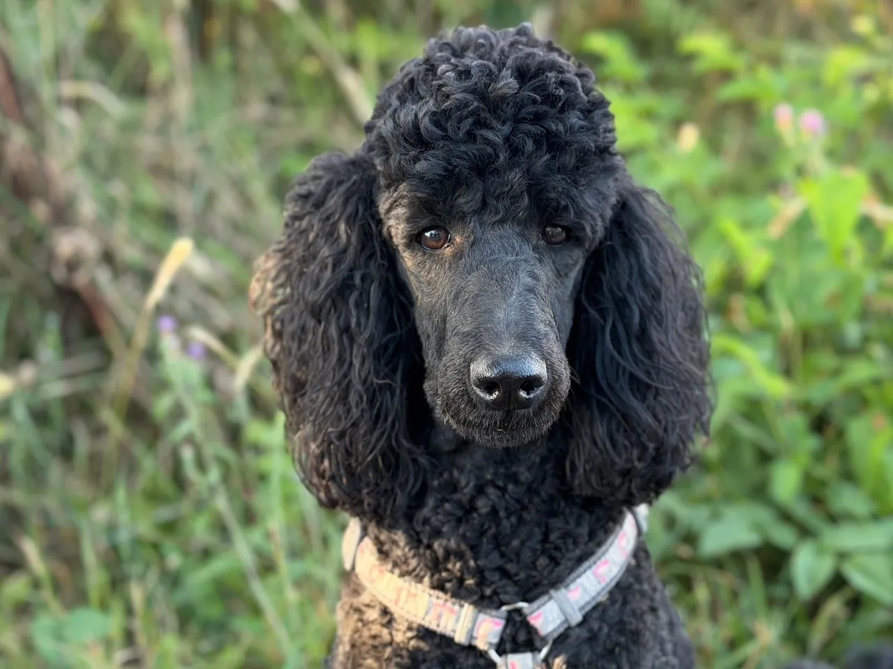 Majestic Black Poodle Portrait: Curly Charm in Nature