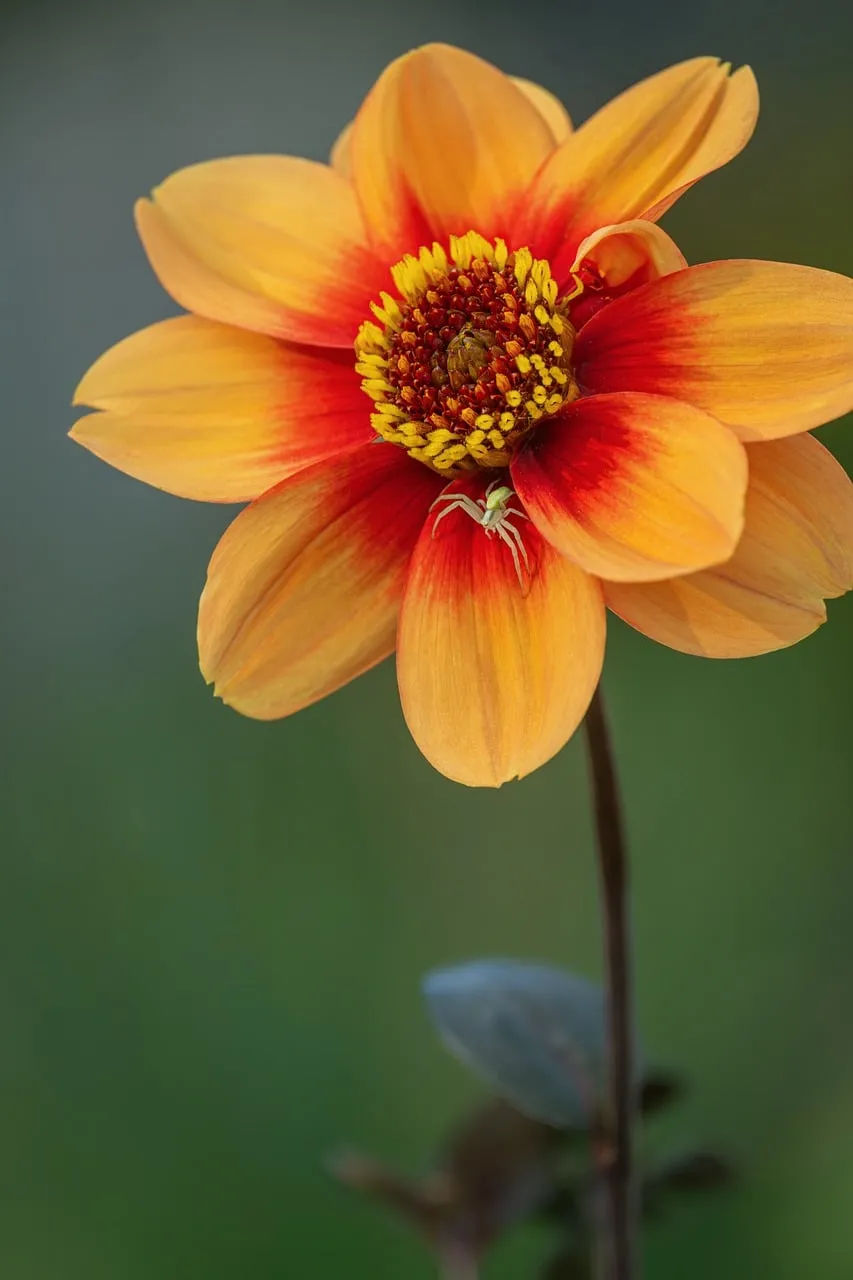 Vibrant Rudbeckia: A Tiny Predator's Floral Perch