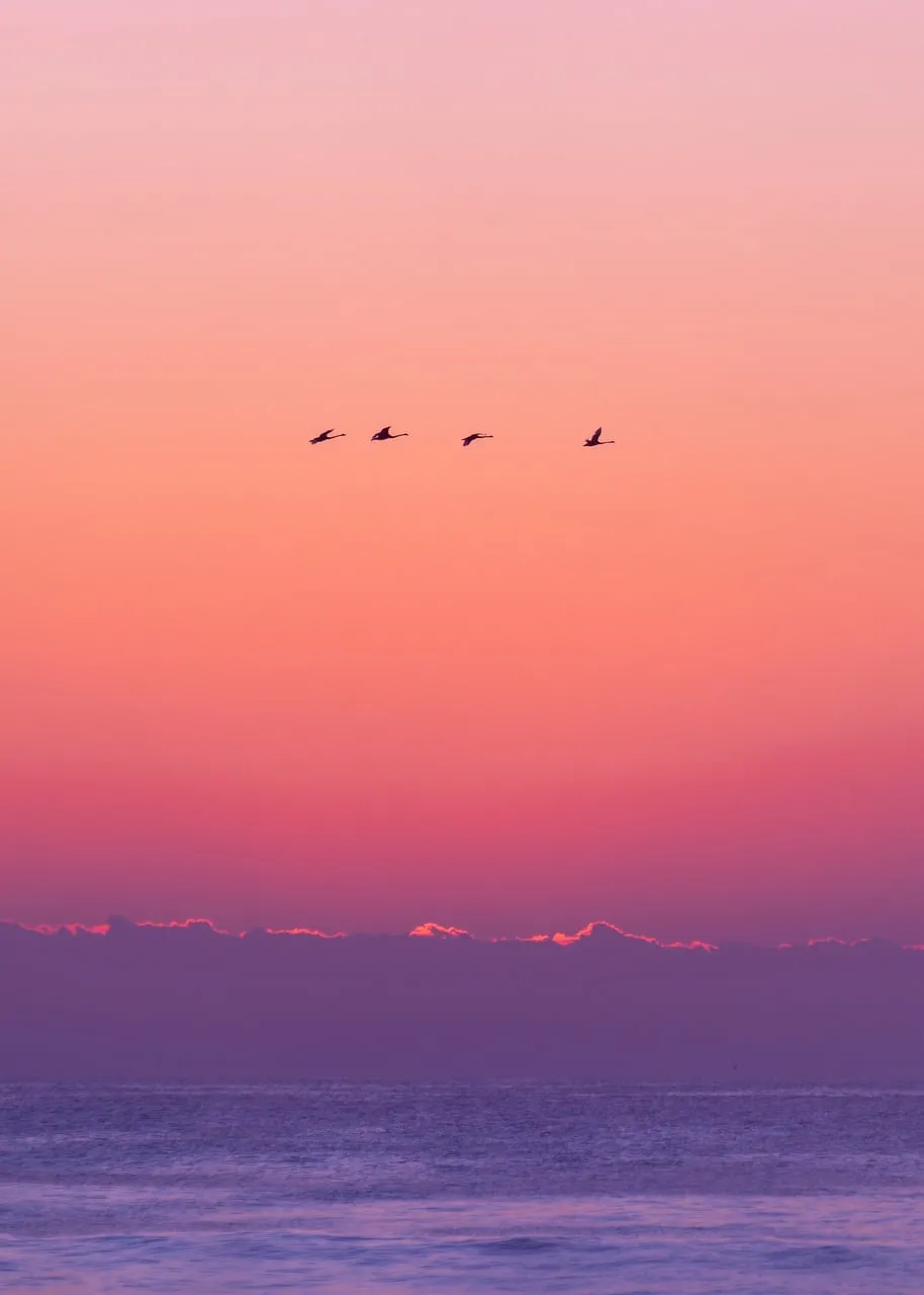 Breathtaking Pastel Sunset with Silhouetted Birds over the Sea