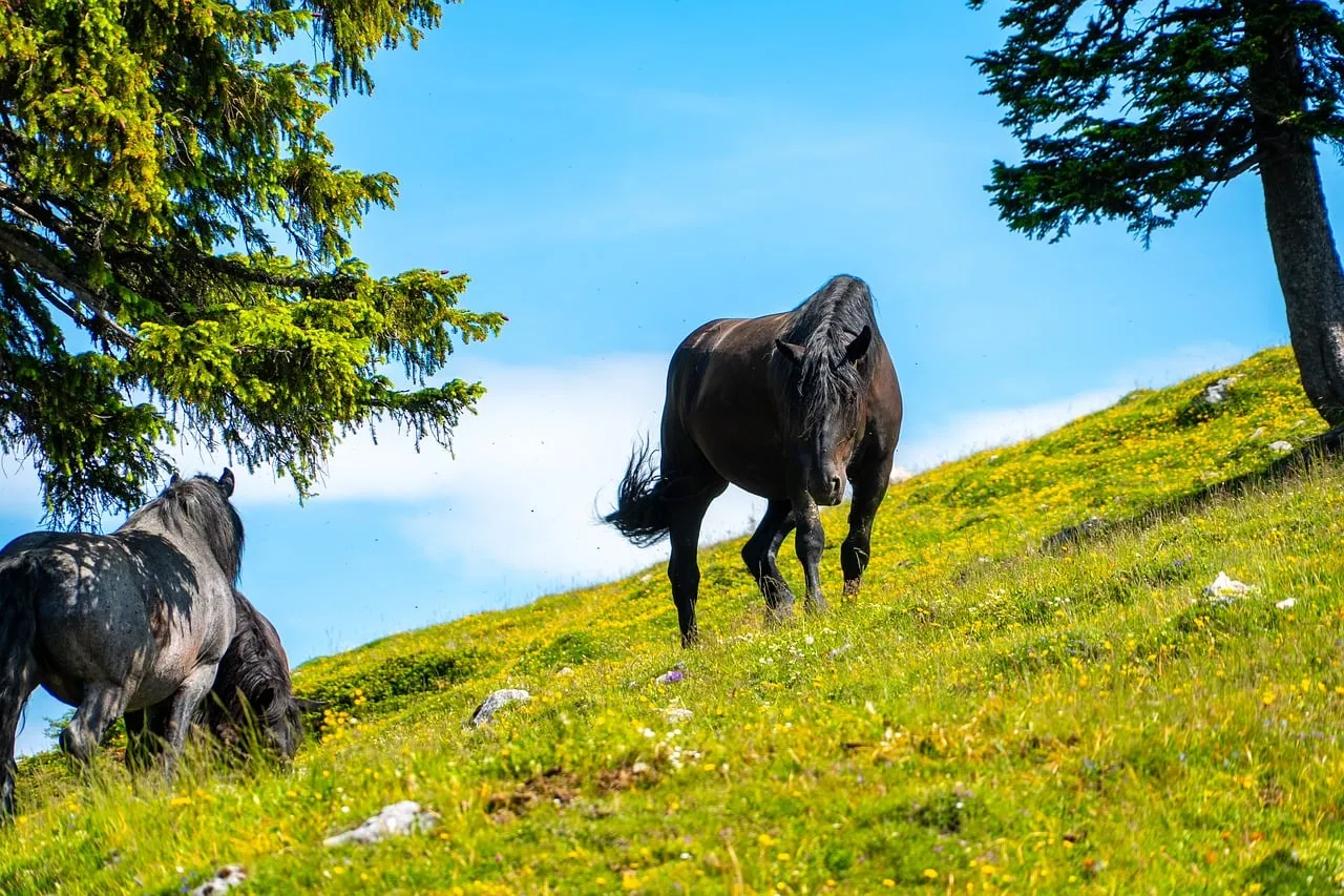 Majestic Horses Roaming Freely in Serene Mountain Pastures