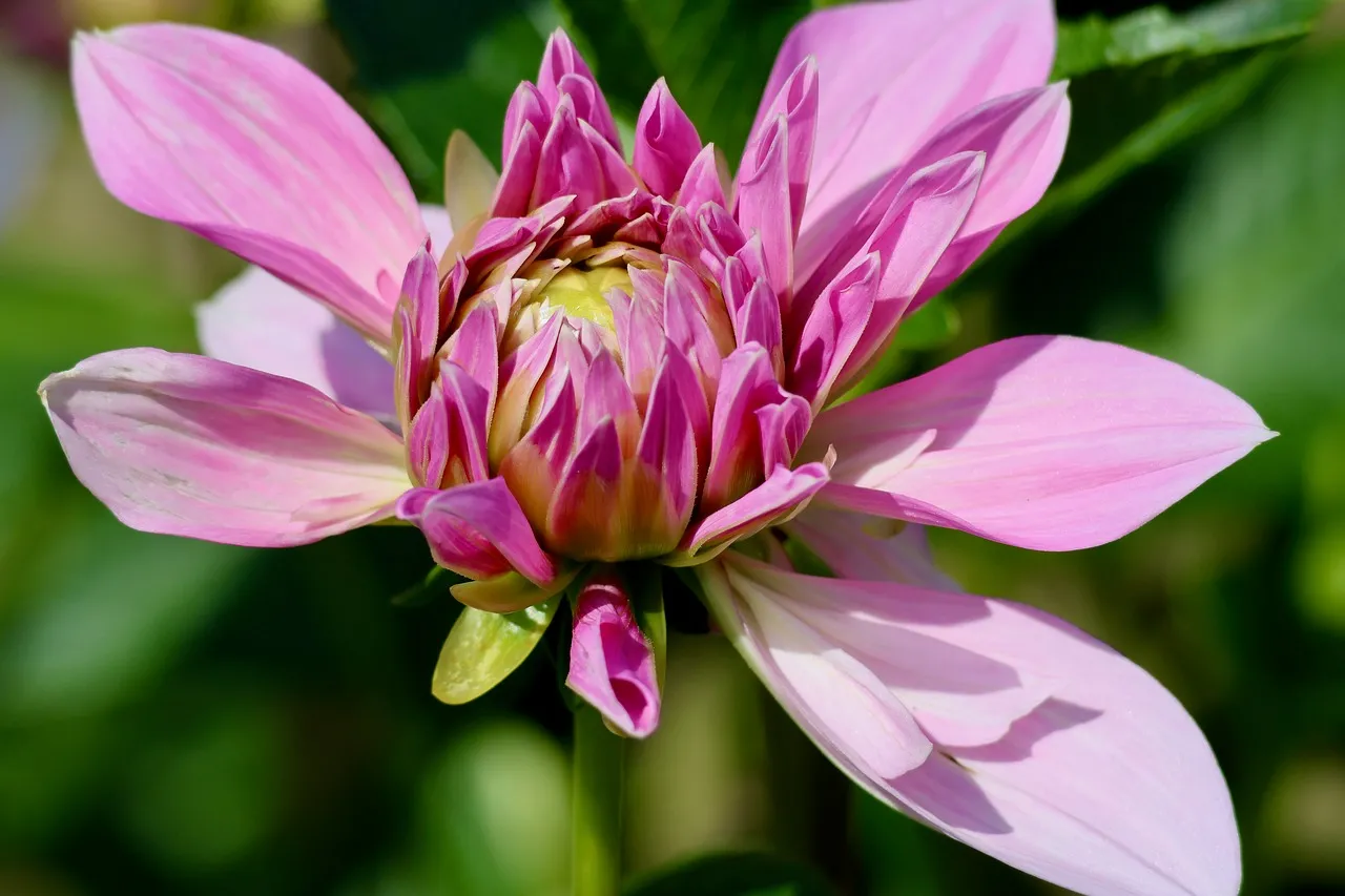 Vibrant Pink Dahlia: A Garden's Summer Delight