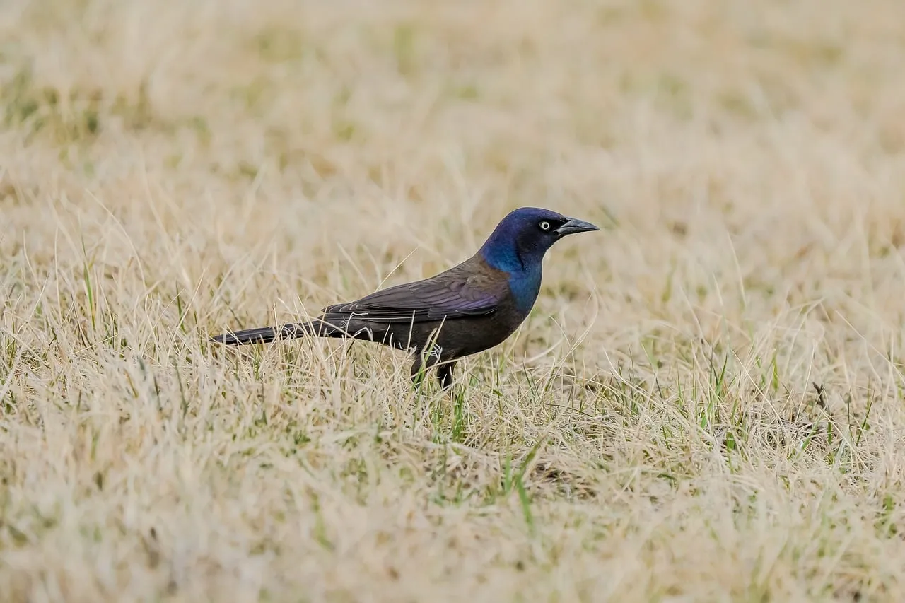Vibrant Grackle: A Striking Black Bird in its Natural Habitat