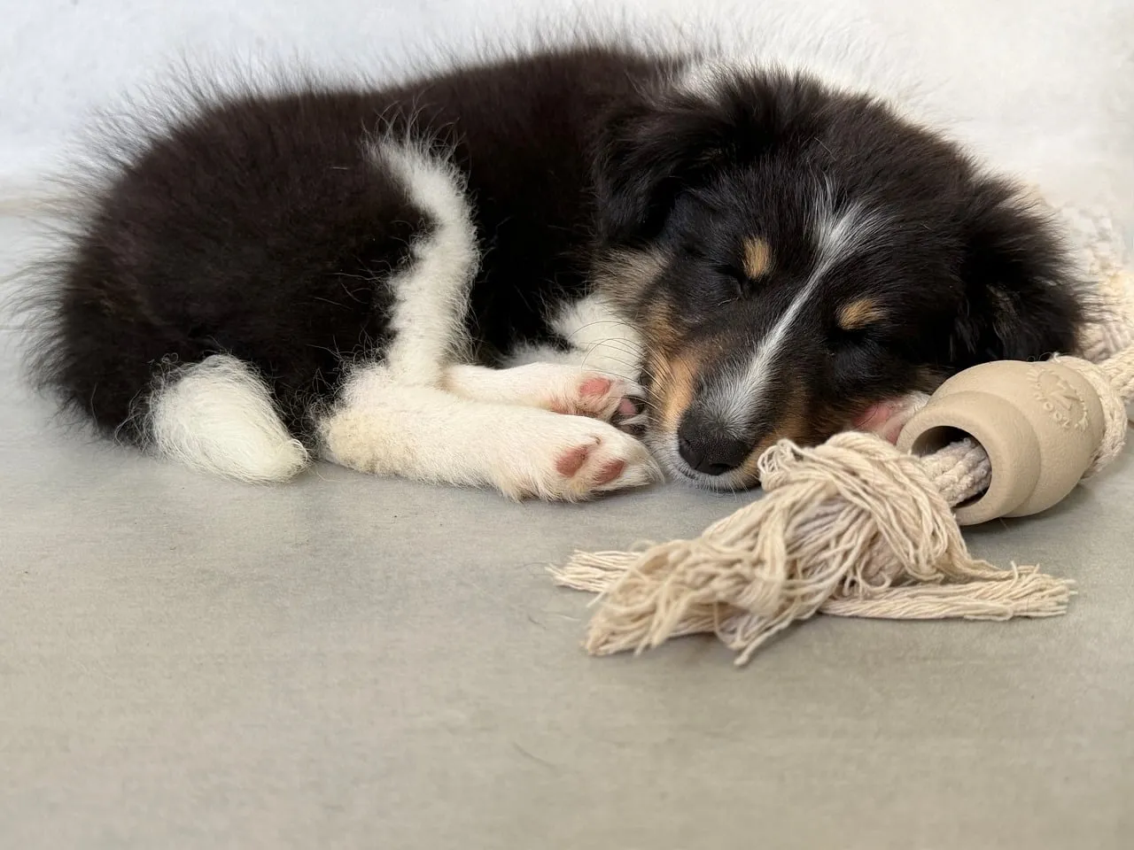 Adorable Shetland Sheepdog Puppy Napping Peacefully