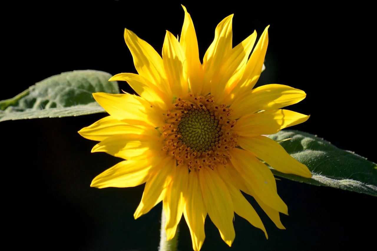 Vibrant Summer Delight: Golden Sunflower Against Dark