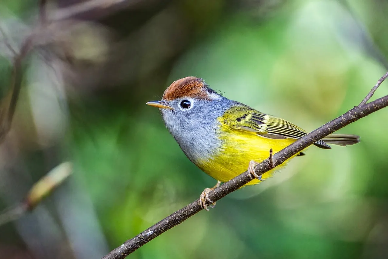 Vibrant Songbird: A Burst of Color in Nature