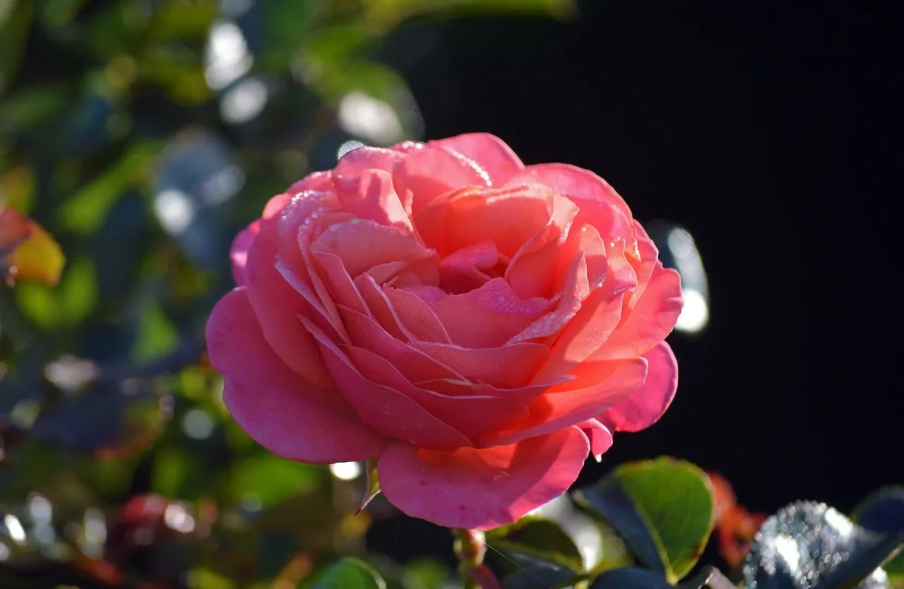 Stunning Pink Rose: Dew-Kissed Morning Bloom