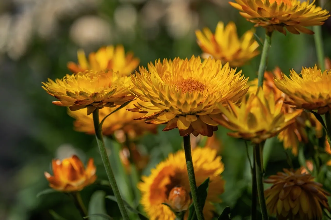 Vibrant Yellow Sunroses: A Close-Up of Summer's Golden Hues