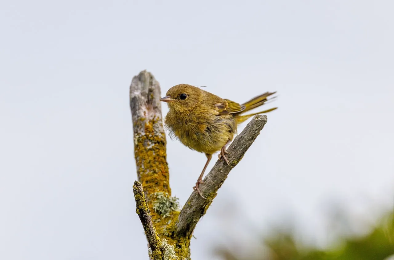 Charming Wild Bird Perched on Mossy Branch