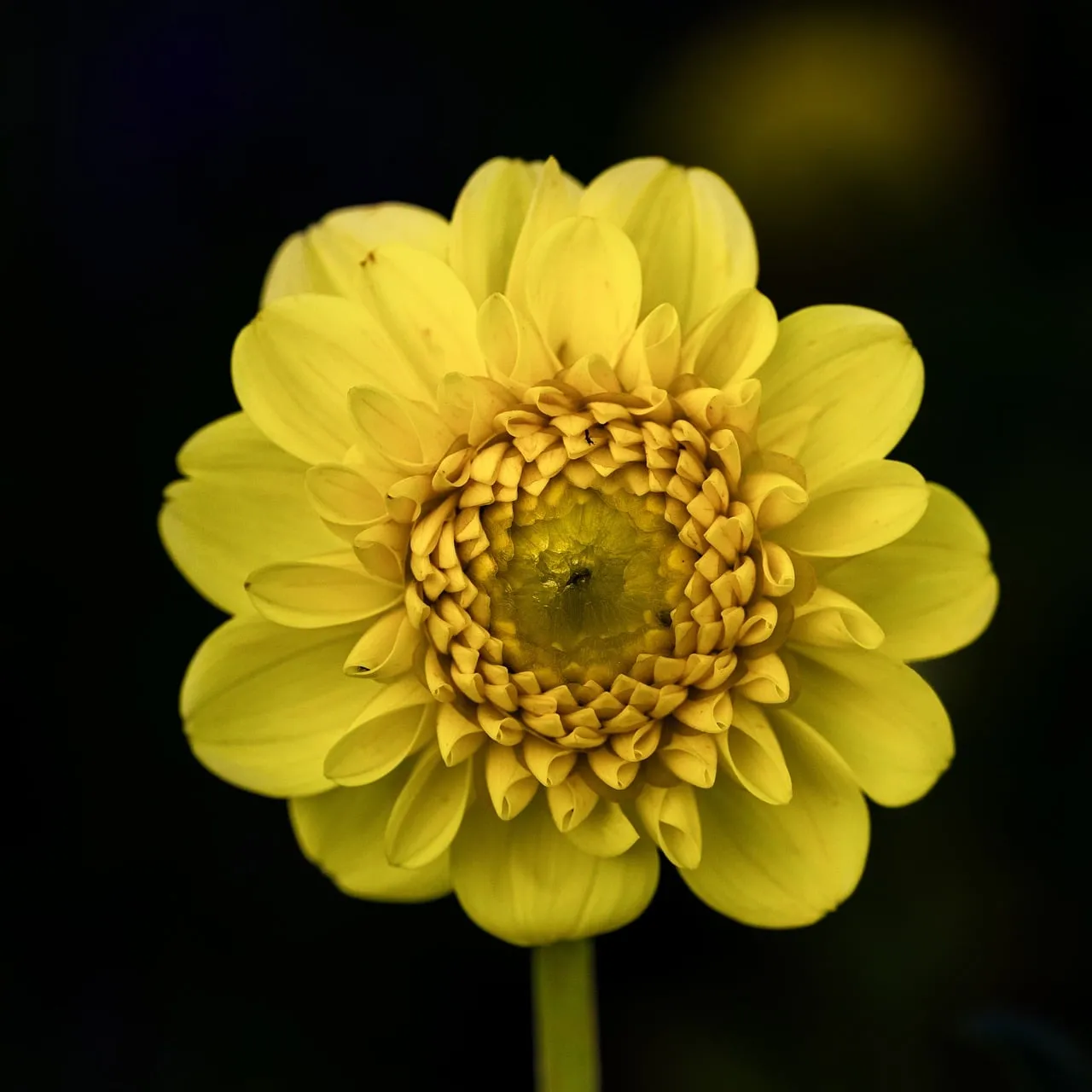 Vibrant Yellow Dahlia: A Summer Macro Masterpiece