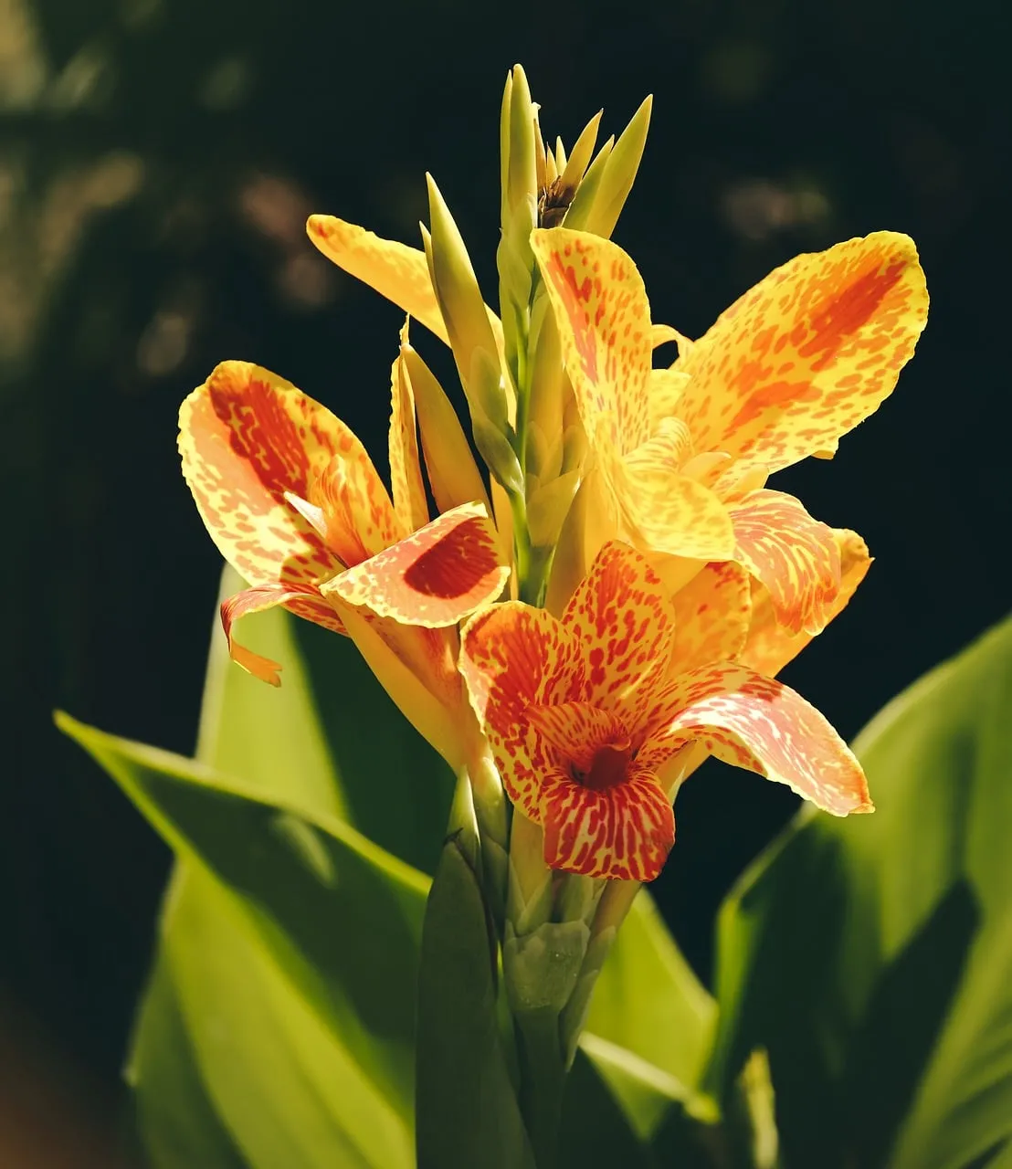 Vibrant Yellow Canna Lily: A Summer Garden Delight