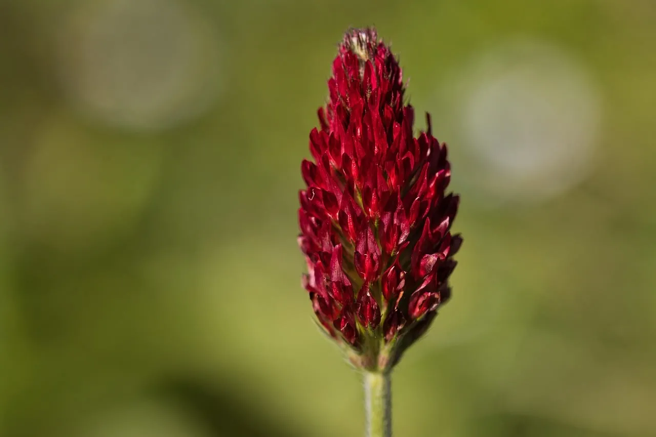 Vibrant Crimson Clover Bloom: Macro Nature Beauty