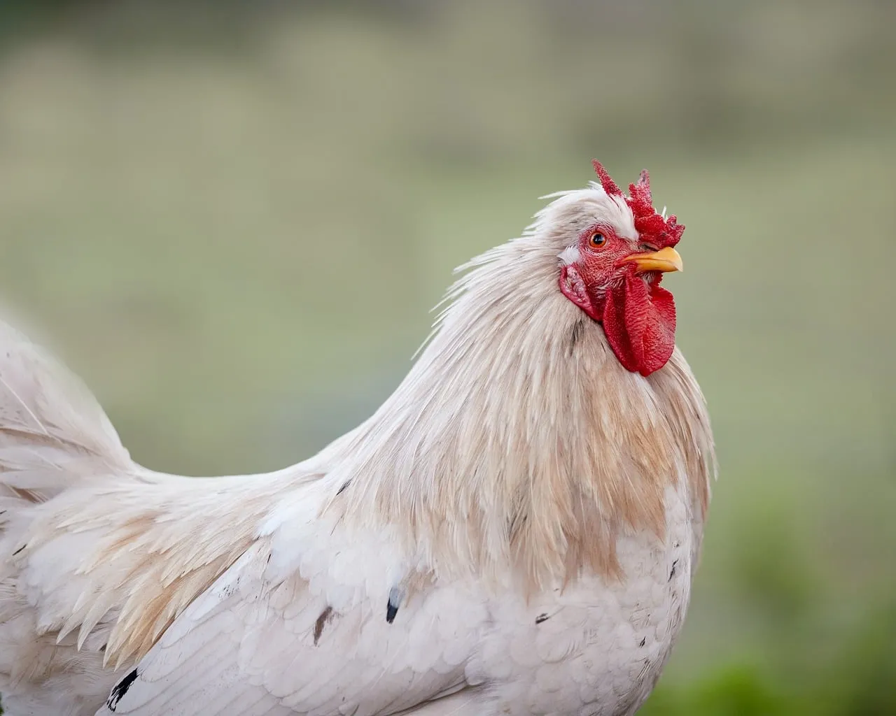 Majestic White Rooster: Farm Life Up Close