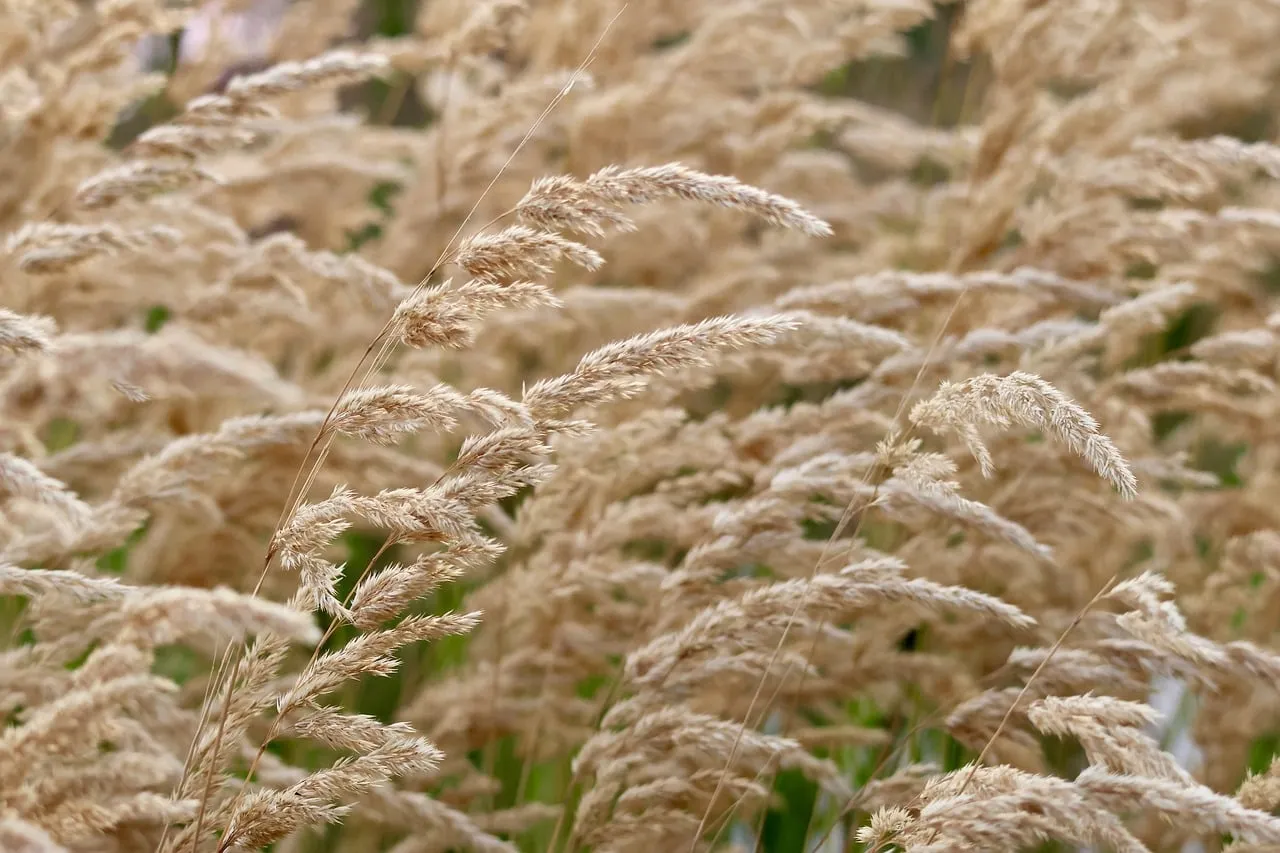 Serene Autumn Grasses: Whispers of Golden Tranquility