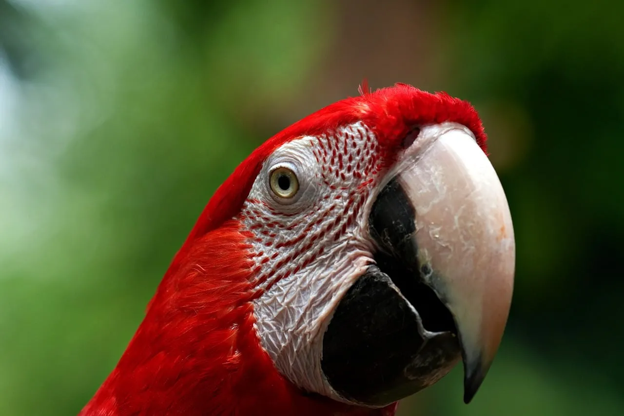 Vibrant Red Macaw Portrait: A Close-Up of Tropical Beauty