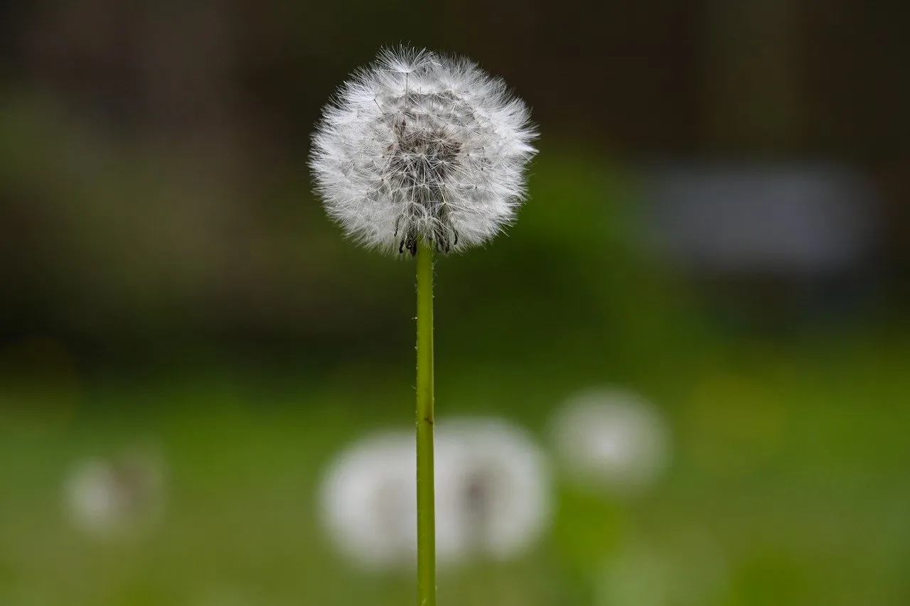 Delicate Dandelion: Nature's Fragile Beauty