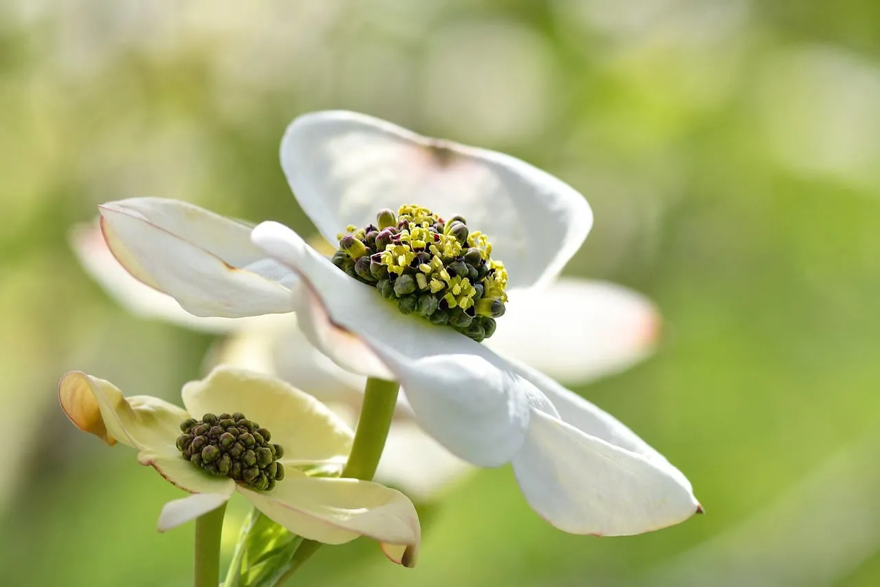 Stunning White Cornus Blooms in Sunny Garden Macro