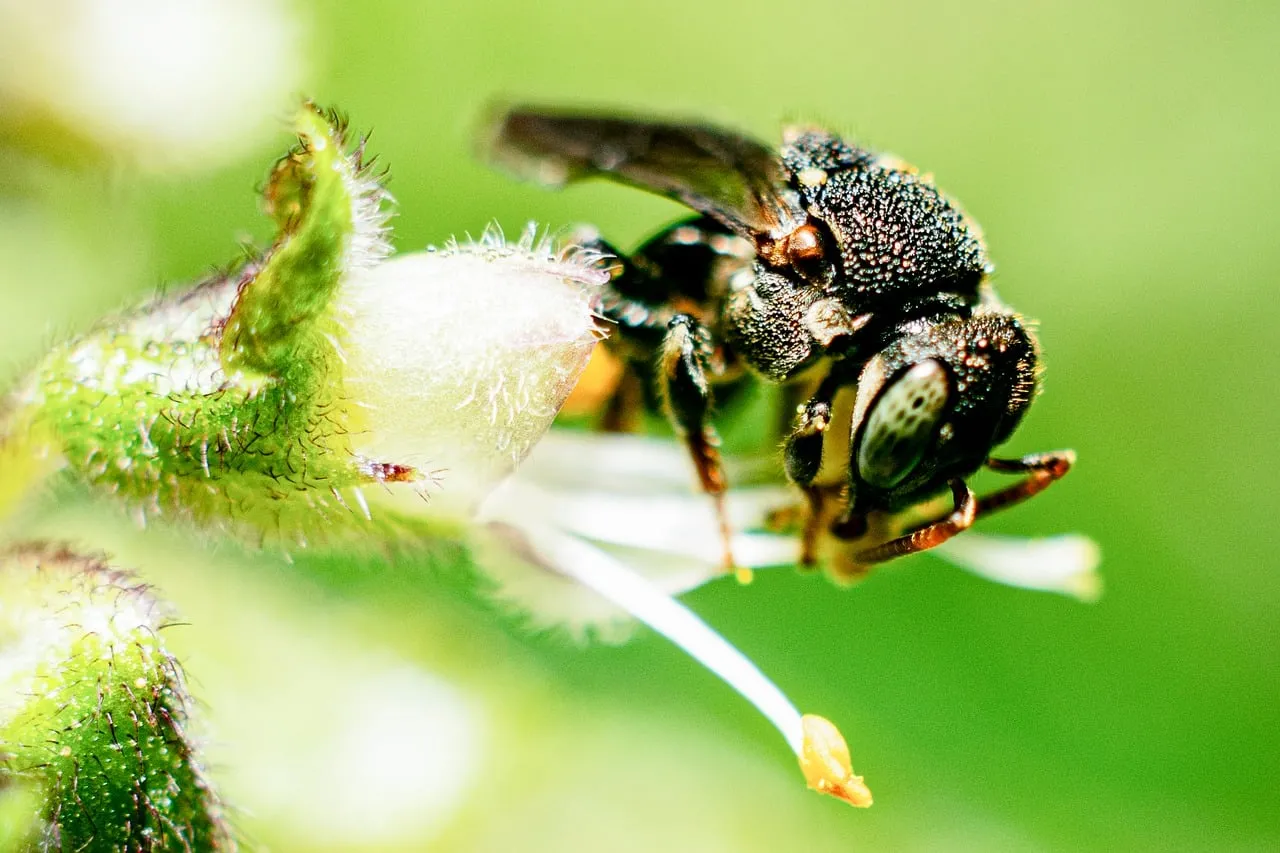 Intricate Macro: Bee's Nectar Quest on a Delicate Bloom