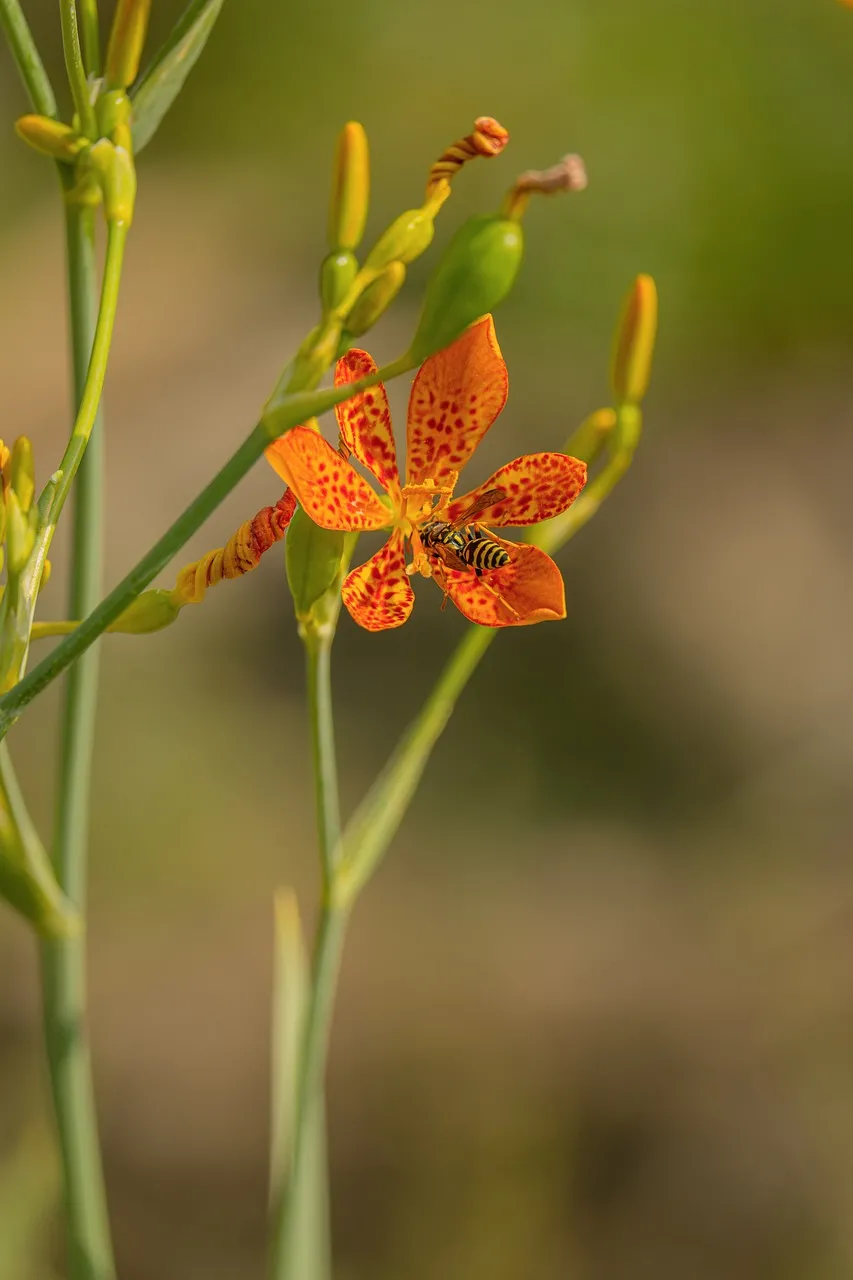 Vibrant Tiger Lily: A Bee's Summer Delight