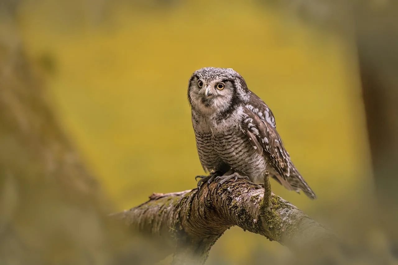 Enchanting Owl: Hunter's Gaze in the Golden Forest