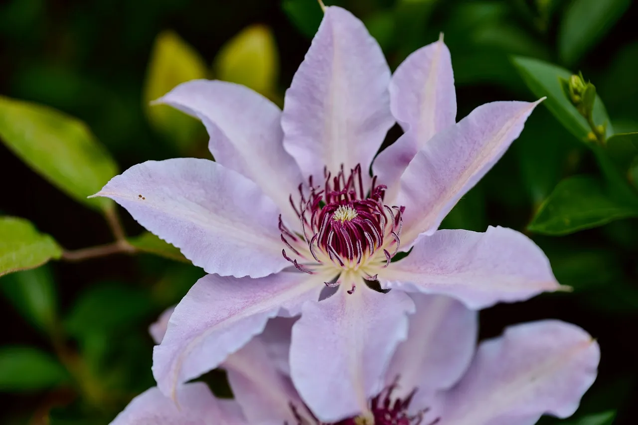 Stunning Lilac Clematis Blossom: A Spring Garden Gem