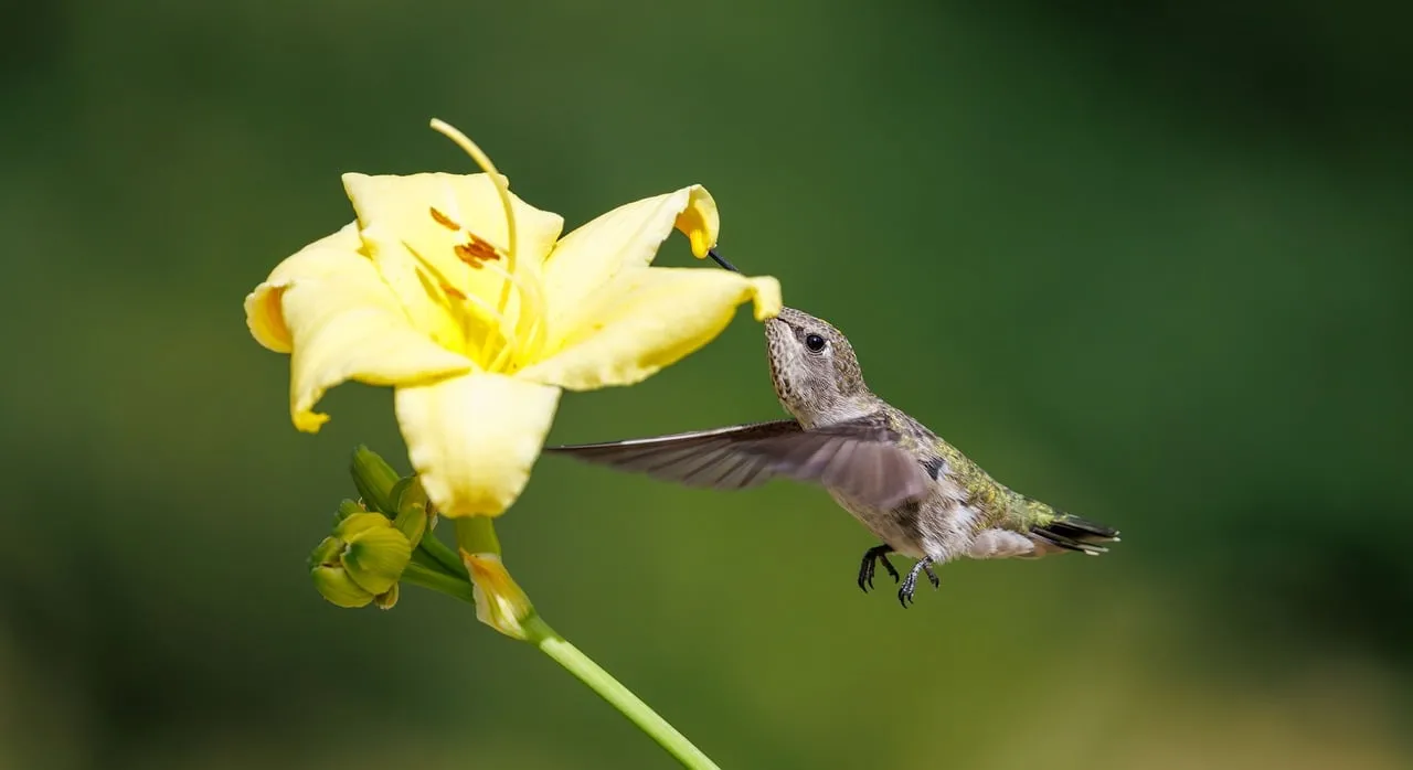 Vibrant Encounter: Hummingbird Sips Nectar from Golden Daylily
