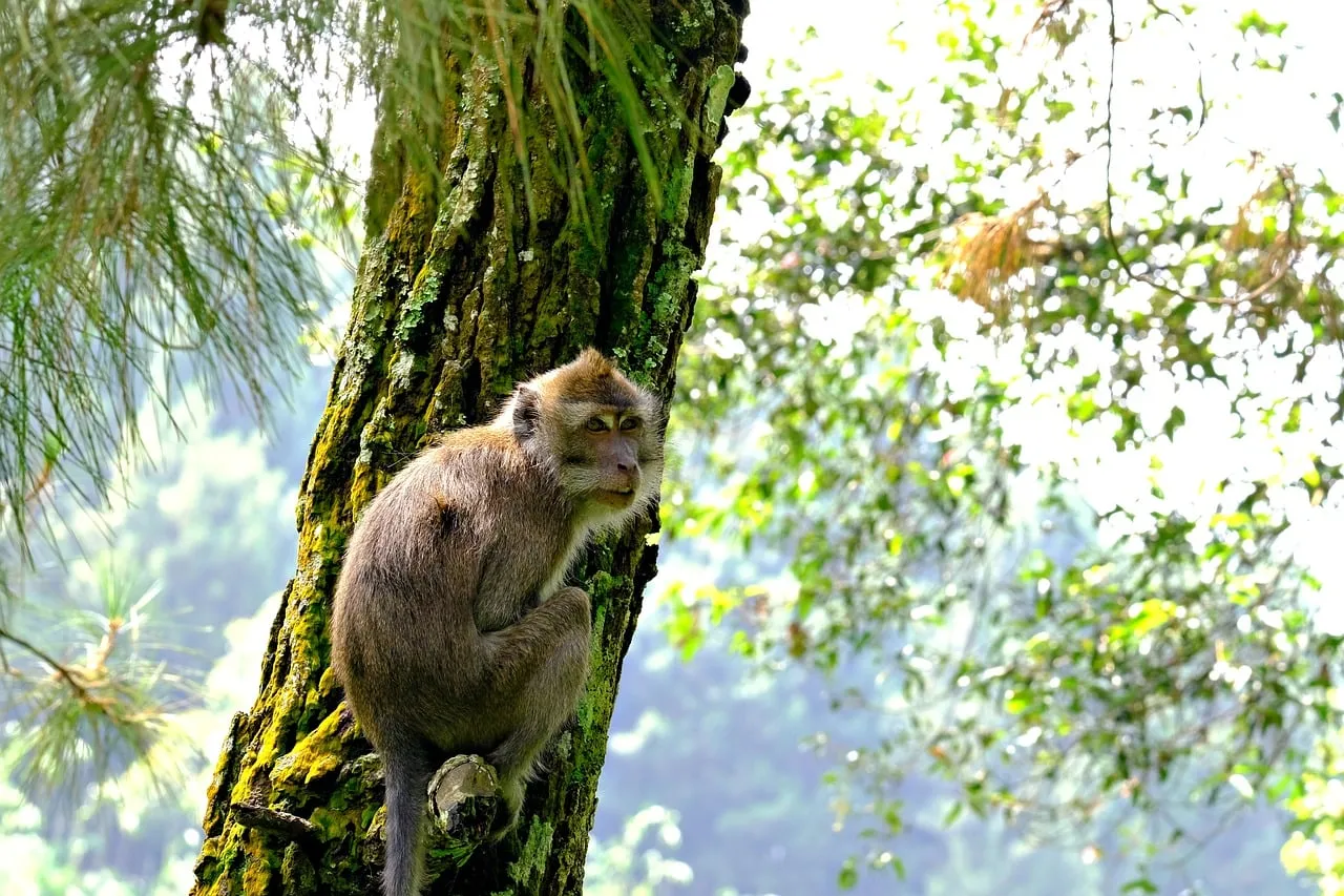 Enigmatic Primate: A Glimpse into Wild Forest Life